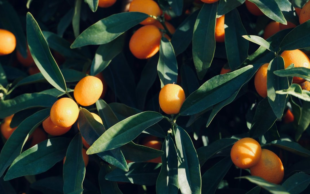 Découvrez les délices de Yolandasaveurs & tradition 974, notre communauté attend vos retours