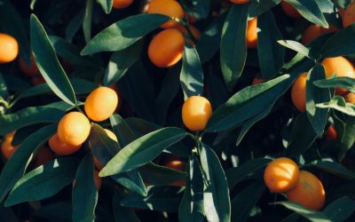 Découvrez les délices de Yolandasaveurs & tradition 974, notre communauté attend vos retours